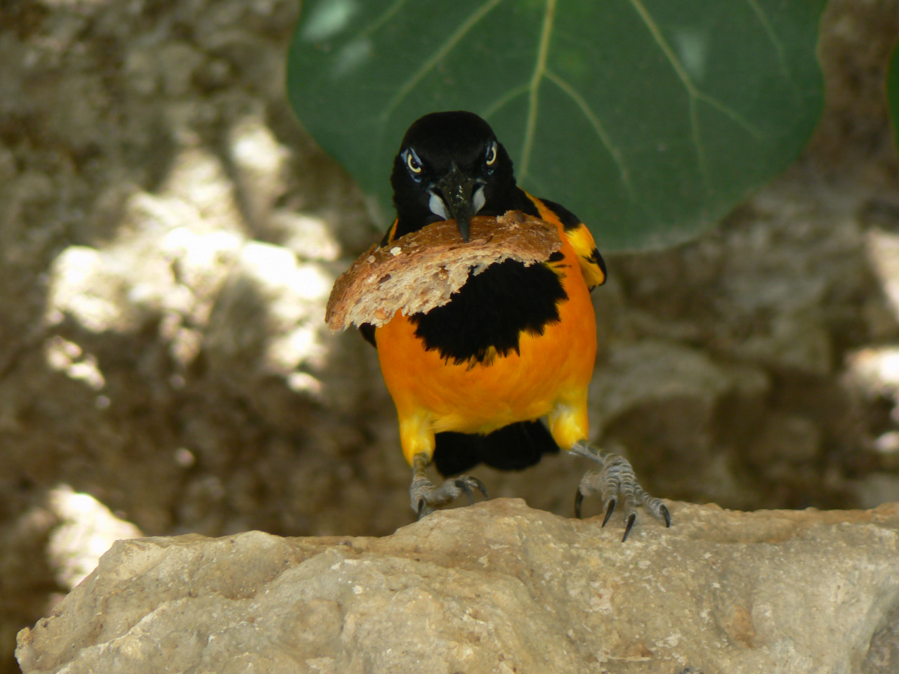 curacao bird